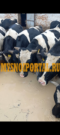 Продаю Полутуши Говяжьи бычков ГОСТ, охл, в Минске Минск - изображение 1