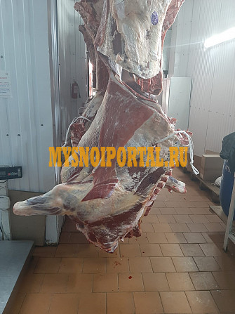 Продаю Полутуши Говяжьи бычков ГОСТ, охл, в Санкт-Петербурге Санкт-Петербург - изображение 1