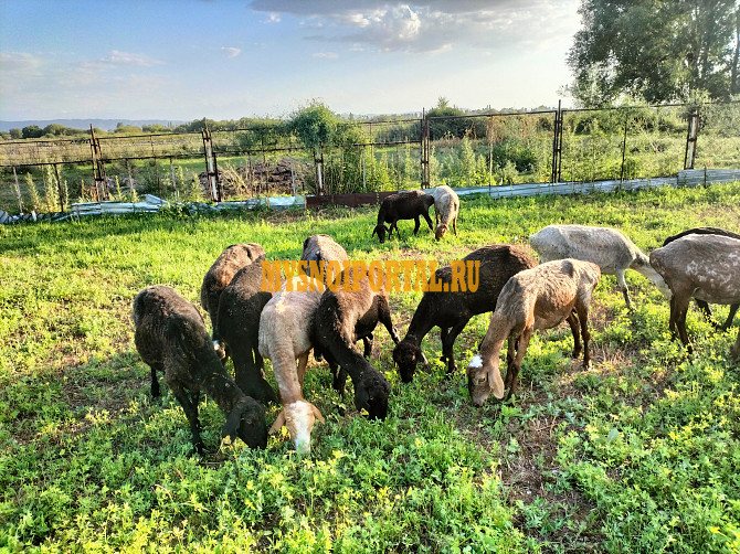 Продам бараны Тараз - изображение 1