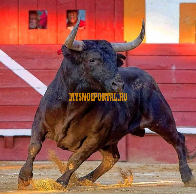 Продаю Убойный цех в Бее Бея - изображение 1