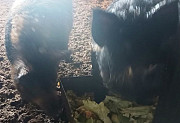 Продаю Свиноматка , породы Мангалицкая на убой в Добрянке  доставка из г.Добрянка