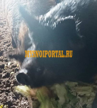 Продаю Свиноматка , породы Мангалицкая на убой в Добрянке Добрянка - изображение 1