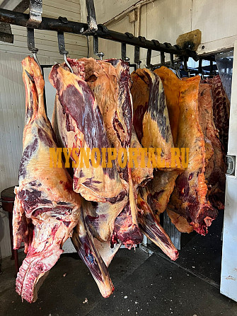 Продаем: Коровы породы чёрно-пёстрая на убой в Краснодаре Краснодар - изображение 1
