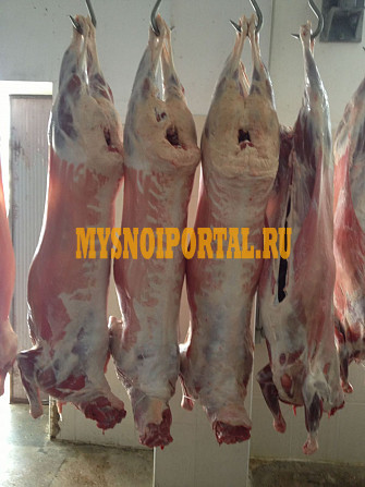 Туши Бараньи (Ягнятины) , н/к, в Москве Москва - изображение 1