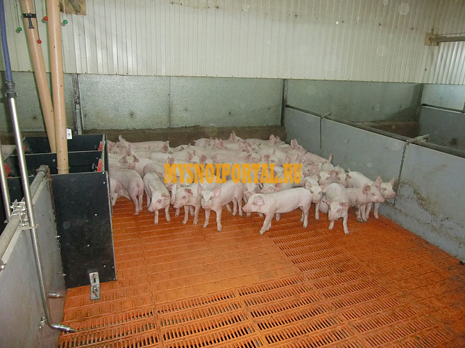 Продаю Поросята , породы Гибридная свинка F1 II (мясная – молодняк) на выращивание в Москве Москва - изображение 1