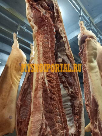 Туши свиные охл, категория - I (беконная) в Михайлове Михайлов - изображение 1