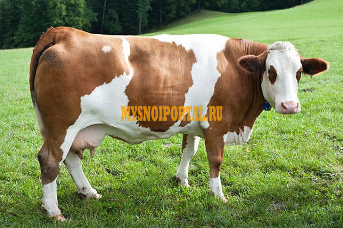 Куплю Коровы, на убой в Казани Казань - изображение 1