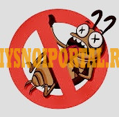 Уничтожаем насекомых, грызунов, плесени на предприятиях. Оперативно, не дорого Санкт-Петербург - изображение 1