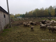 Баранина: Овцы и ягнята (живой вес) Саранск