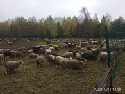 Баранина: Овцы и ягнята (живой вес) Саранск