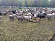 Баранина: Овцы и ягнята (живой вес) Саранск