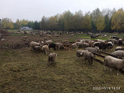 Баранина: Овцы и ягнята (живой вес) Саранск