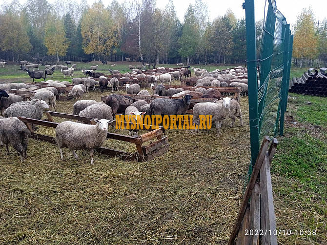 Баранина: Овцы и ягнята (живой вес) Саранск - изображение 1
