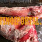 Говядина в полутушах. Мясо в ассортименте ГОСТ, оптом , в Екатеринбурге. Говядина полутуши Екатеринбург - изображение 1