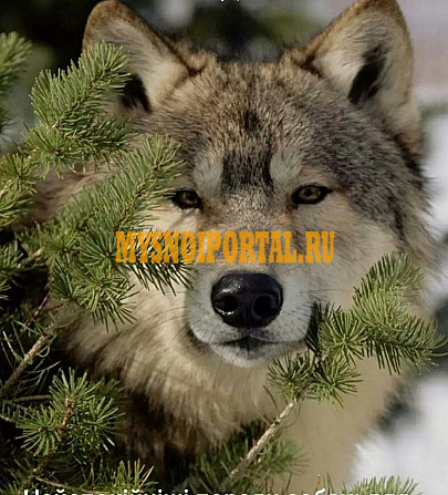 Куплю Туши говяжьи н/к, оптом , в Санкт-Петербурге Санкт-Петербург - изображение 1