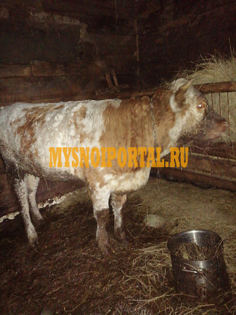 Продаем: Коровы породы чёрно-пёстрая на убой в Новохоперске Новохоперск - изображение 1