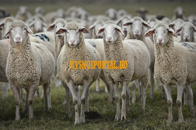 Продаем Мясо барана породы Меринос, Эдильбаевской, Тушинской Санкт-Петербург - изображение 1