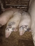 Продам домашнее мяся свинина Всеволожск