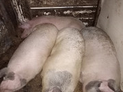 Продам домашнее мяся свинина Всеволожск