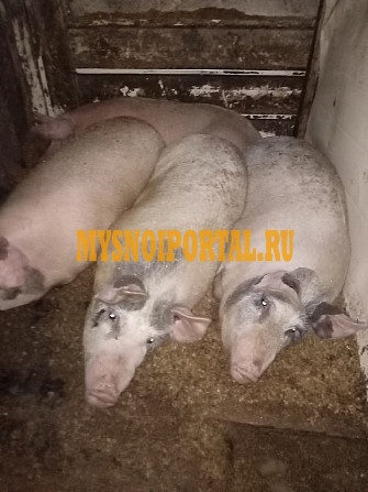 Продам домашнее мяся свинина Всеволожск - изображение 1