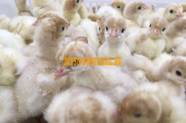 Индюшата Биг-6, цыплята бройлеры Росс-308, утята Стар-53, перепела Екатеринбург - изображение 1