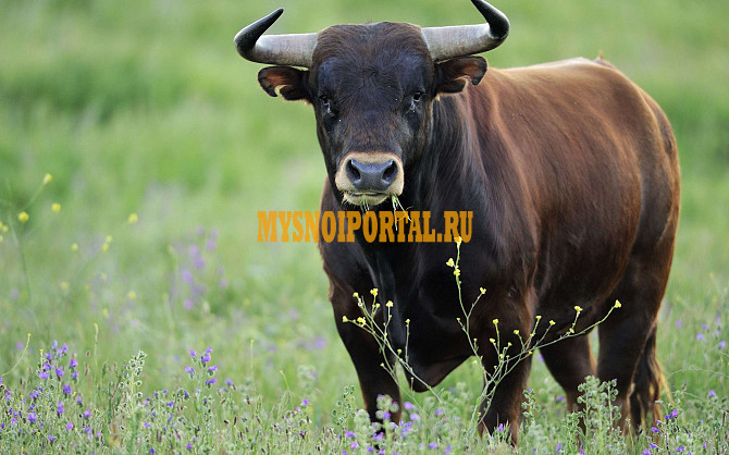 Полутуши Говяжьи коров, бычков, телят ГОСТ, Халяль, ТУ, blak angus, HEREFORD, шаролезская, лимузинская, Wagyu, н/к, зам, 320 руб. в Красноярске Красноярск - изображение 1