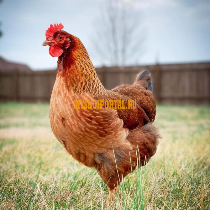 Продаем куриную разделку (КУРИНЫЕ ЛАПКИ, КУРИНЫЕ НОЖКИ, БЕДРО, ТУШКА) Красноярск - изображение 1