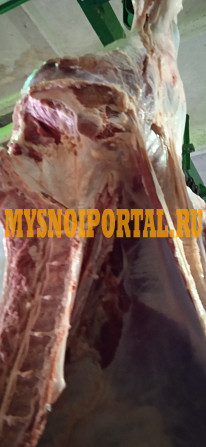 Мясо коровы, телки, бык Екатеринбург - изображение 1