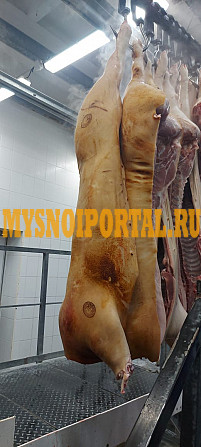 Свиные полутуши Воронеж - изображение 1