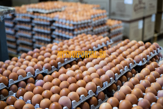 Яйцо куриное Волгоград - изображение 1