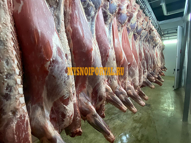 Продам охлажденное мясо говядины (бык) оптом Ростов-на-Дону - изображение 1