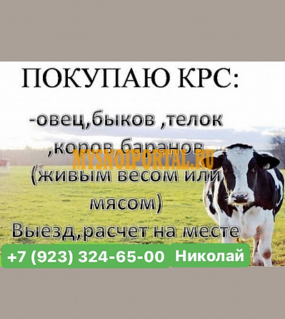 Закупаем крс на мясо Красноярск - изображение 1