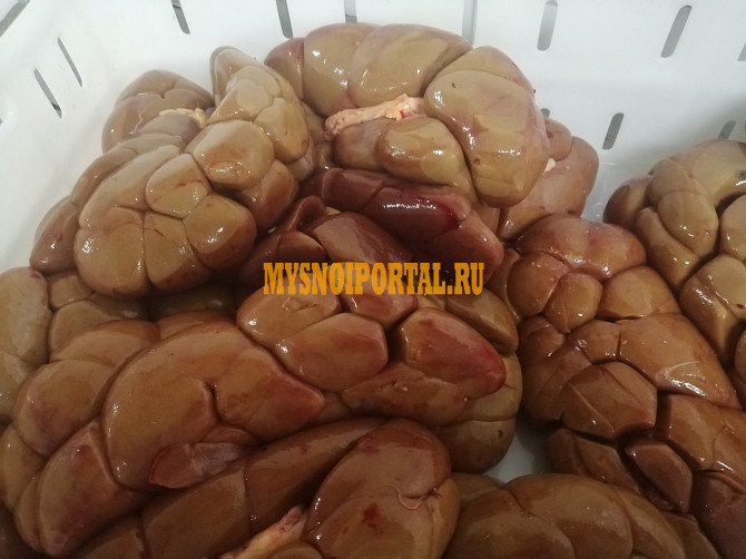 Почки говяжьи замороженные(15) Бийск - изображение 1