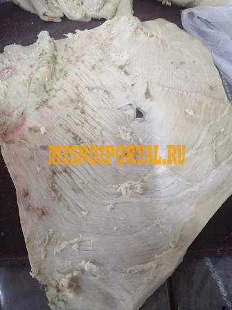 Рубец говяжий замороженный(15) Бийск - изображение 1