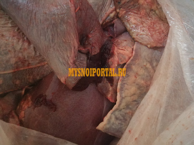 Селезенка говяжья замороженная Бийск - изображение 1
