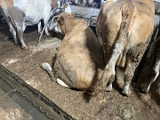 Продаю КРС живым весом Воронеж