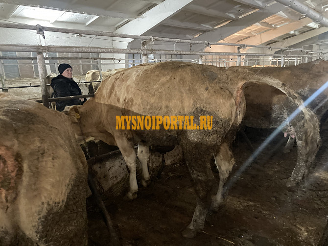 Продаю КРС живым весом Воронеж - изображение 1