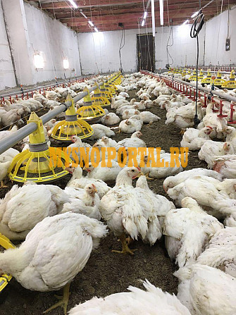 Вкусная домашняя курица Пенза - изображение 1