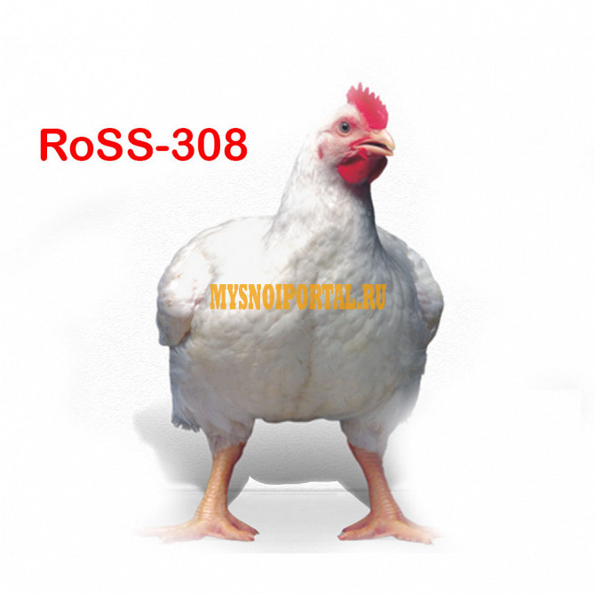 Цыплята бройлеры в живом весе Росс-308 (ROSS-308) Киясово - изображение 1