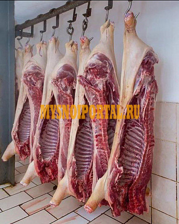 Мясо Свинины охлажденное или замороженное. Казахстан Кокшетау - изображение 1