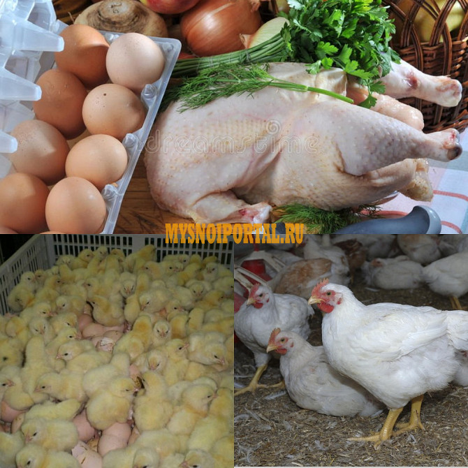 Мясо куриное молодых бройлеров. Не опт Санкт-Петербург - изображение 1