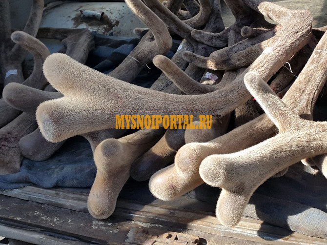 Куплю панты Ярославль - изображение 1