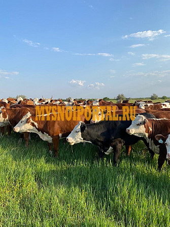 Телки 2 года Иловля - изображение 1