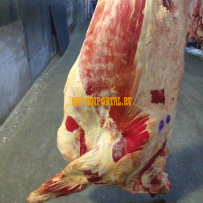 Полутуши Говяжьи коров ГОСТ, н/к, зам, в Омске Омск - изображение 1