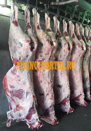 Полутуши Говяжьи коров ГОСТ, зам, 280 руб. в Омске Омск - изображение 1