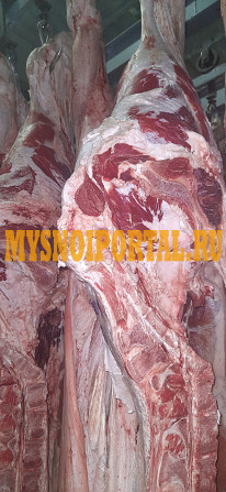 Полутуши Говяжьи бычков, телят ГОСТ, н/к, зам, в Омске Омск - изображение 1