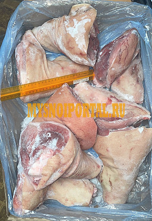 Голяшка свиная Шахты - изображение 1