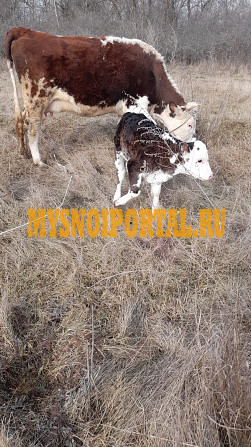 Продаётся тёлка 5 месяцев Кумылженская - изображение 1