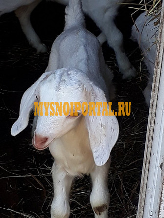 Нубийские козлята Новомосковск - изображение 1