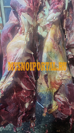 Полутуши Говяжьи ГОСТ, охл, 250 руб. в Санкт-Петербурге Санкт-Петербург - изображение 1
